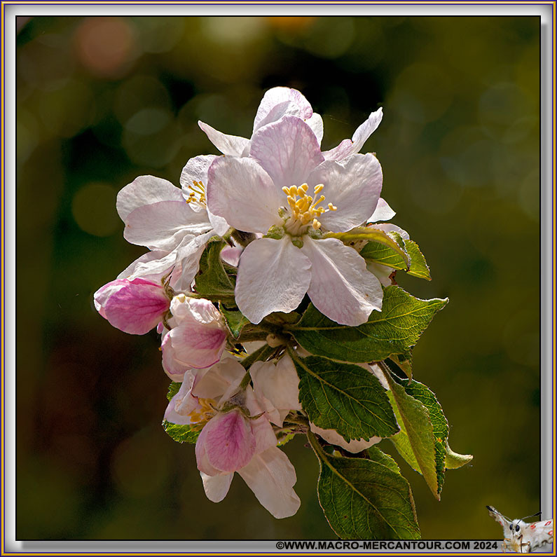 102-FleurPommier-15-03958-HF